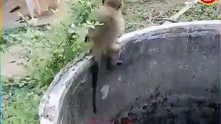 Monkey saves cat