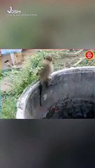Monkey saves cat