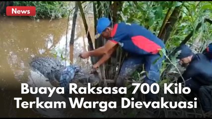 Buaya Raksasa 700 Kilo Terkam Warga, Berhasil Dijinakkan 14 Personel Damkar !!