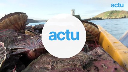 Ils pêchent les coquilles Saint-Jacques à la main