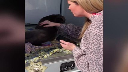 ABD'de kayıp ilanı verilen Zoey isimli köpek 12 yıl sonra bulundu