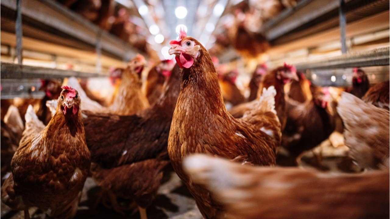 L214 dévoile une vidéo-choc d'un élevage de poulets Le Gaulois