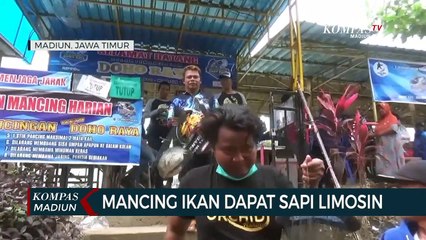 Mancing Ikan Dapat Sapi Limosin