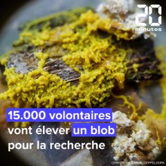 Le blob ausculté par 15.000 volontaires pour la science