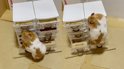 'Chubby hamster opens miniature drawers while searching for food'
