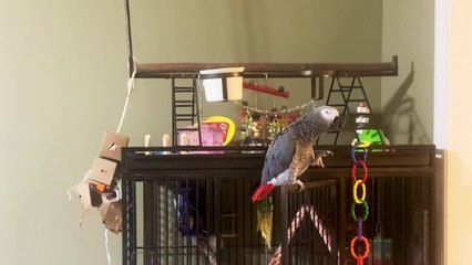 ''Shh! Zip It Up!' Bossy parrot demands COMPLETE SILENCE at night'