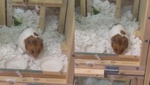 'Slightly clumsy but SUPERORGANIZED hamster picks up the dishes after eating'