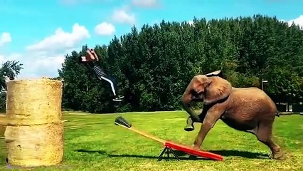 Most UNBELIEVABLE Animal Moments Ever Caught On Camera