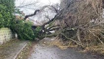Huge fallen tree blocks road in Horsforth