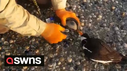 Group of friends save oystercatcher bird after its beak gets stuck in an OYSTER