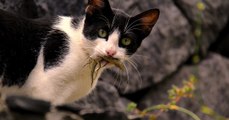 ¿Por qué los gatos son más dañinos de lo que crees?