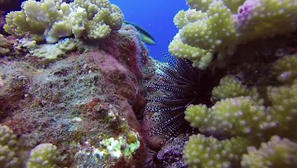 L'état des fonds marins avant l'échouage du Tresta Star