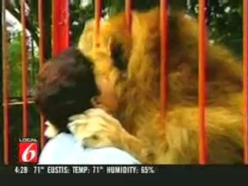 Drole de lion !!!!
