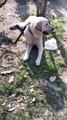 Cute Dog Shorts  | Cute Dog Video By Kingdom Of Awais