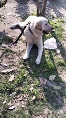 Cute Dog Shorts  | Cute Dog Video By Kingdom Of Awais