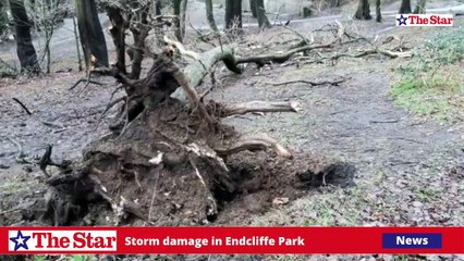 Storm damage at Encliffe Park after Storm Franklin