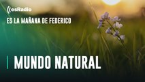 Mundo Natural: La importancia de la melatonina