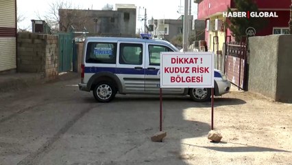 Mardin'de 'kuduz' karantinası: Bölgede tedbirler artırıldı