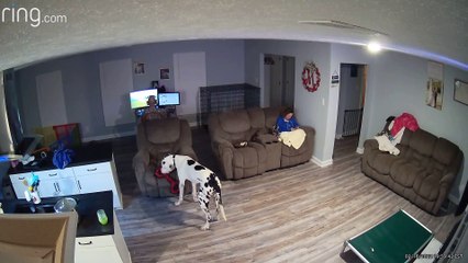 Recliner Dumps Out Great Dane