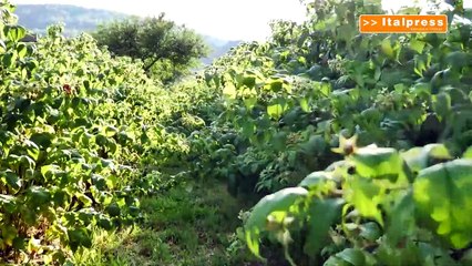 Bioeconomia, sul podio Toscana, Marche e Friuli