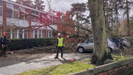 Huge tree blown over by Storm Franklin smashes four cars