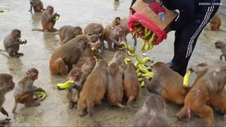 Feeding bananas to hungry monkeys during the rainy season _ monkey love banana __Full-HD