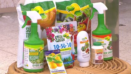 bd-publireportaje-evergreen-210222