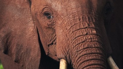 Les photos prises par les touristes offriraient de nouvelles perspectives en matière de recherche