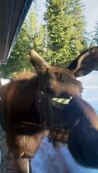 Nossi the Nosey Moose