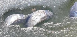 Sünnet Gölü'ndeki balık ölümlerine ilişkin inceleme başlatıldı