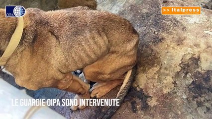 Ragusa, gli animalisti dell'Oipa liberano un cane denutrito