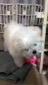 Puppy Zzomi the small baby dog destroying house_家を壊す子犬チョミ