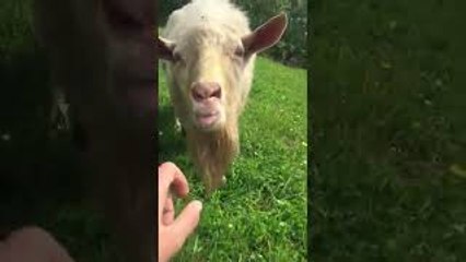 Goat Startles Girl