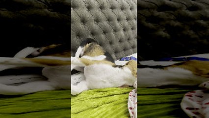 Puppy With Wild Eyes and Weird Pose