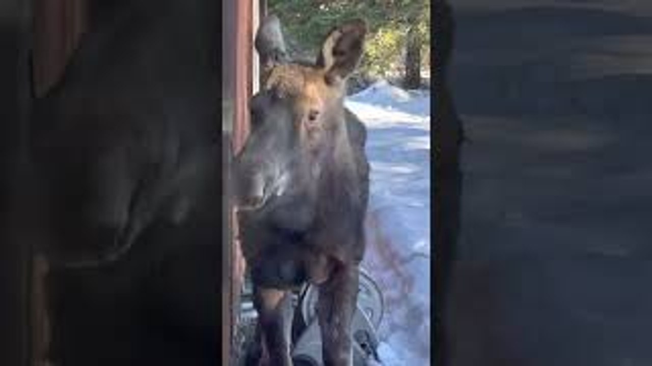 Nossi the Nosey Moose