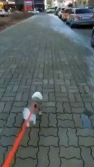 small puppy Zzomi baby dog in marathon _ マラソン選手子犬チョミ