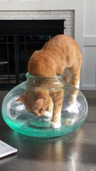 Contortionist Cat Squeezes into Tight Space