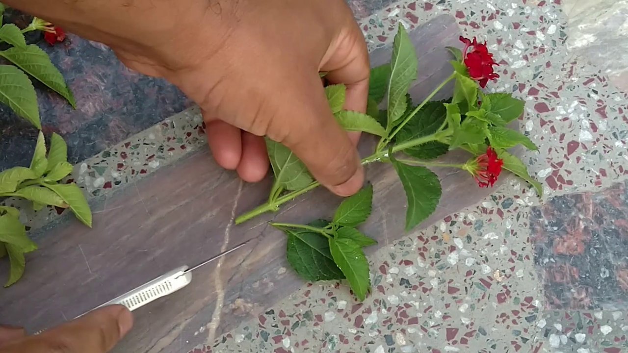 How to grow Lantana from cuttings Propagate video Dailymotion