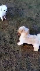 Zzomi the baby dog’s marathon practice with friend_友達とマラソン練習をする子犬チョミ
