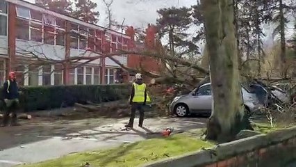 Tree falls on cars in aftermath of Storm Franklin