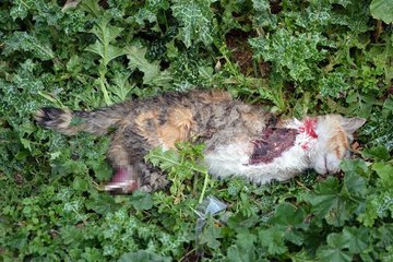 Son dakika haberleri | TURGUTLU'DA BİR KEDİ DAHA BACAKLARI KESİLMİŞ HALDE ÖLÜ BULUNDU