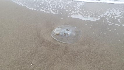 Çok sayıda denizanası sahile vurdu