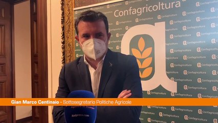 Agroalimentare, Centinaio "L'Italia punti sul grano duro di qualità"