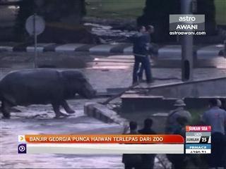 Banjir di Georgia punca haiwan terlepas dari zoo
