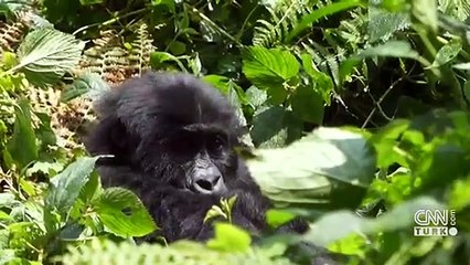 Kar maymunlarının kaplıca keyfi