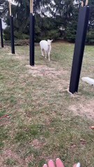 White Deer in the Backyard
