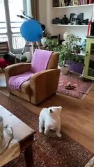 Maltese Loves Bouncing Balloons in the Air