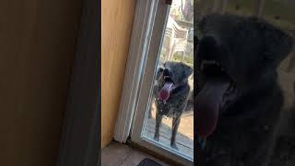 Doggo Loves to Lick Glass Door