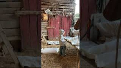 Son Wanting to Be Like Dad Helps Unload Feed from Truck