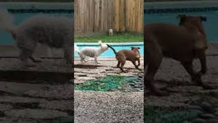 Clumsy Puppy Slips and Falls into Pool